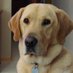 Brad 10 🇺🇲🇺🇲 (@macthedog22) Twitter profile photo Brad 10 🇺🇲🇺🇲 (@macthedog22) Twitter profile photo