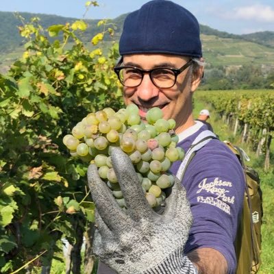 Viticulture student @fhkrems and Vigneron @KapitelZweiWine - growing Chenin Blanc, Roussanne and Sémillon in 🇦🇹.