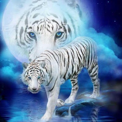 starlight17011A's profile picture. 