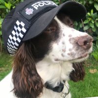 PD Dottie & T/PD Hugo(@PDDottie) 's Twitter Profile Photo