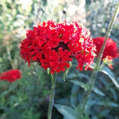 tatjapusa's profile picture. Kirjastoa hoitava kissanomistaja.