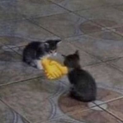 Tothepowerofbl1's profile picture. funny bio 🇹🇳🇱🇧