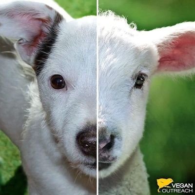 BspeaksLm's profile picture. Why love one and eat the other? 
Stop breeding roosters
 #BanLiveExport #Timeforchange