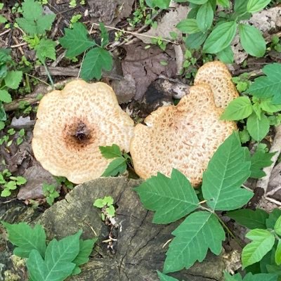 Decolonialgal8's profile picture. Diana • she/they • mom • Queer white/Néhiyaw living on Haudenosaunee land #justiceforcolten #idlenomore #landback #mmiwg #blm #noprideingenocide