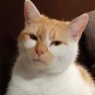 twojastaralumab's profile picture. 28 / Shitposting