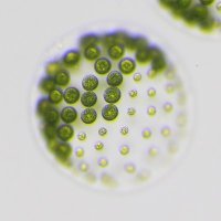 Eudorina (@eudorina_ch) 's Twitter Profile Photo Eudorina (@eudorina_ch) 's Twitter Profile Photo