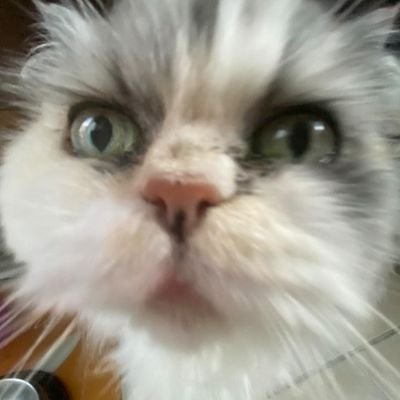 Beluga on X: RT + follow @youtooz for a chance to win a beluga cat!! picking winners march 29 when it drops ^–^ / X