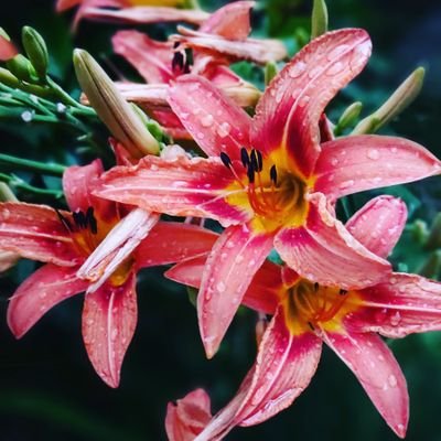 kiyani_aziz's profile picture. Adaptive Hiking and Climbing .