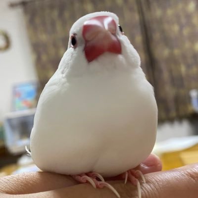 閲覧用です。無言フォロー失礼します。原神とピアノ、文鳥が好きです。