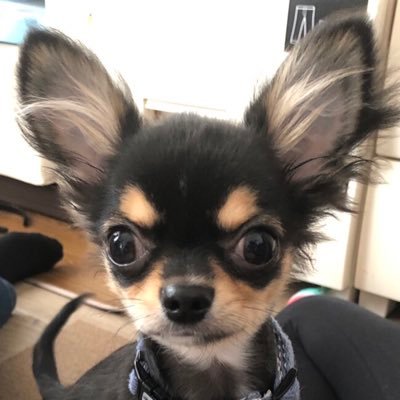 tkcool11's profile picture. I’m TY and live in Jpan. So I’m excited to introduce Japanese good Daily essentials/anime/manga/ to you! Please follow me!