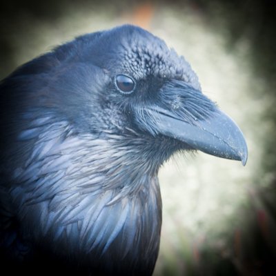 raven perched in a redwood tree, wondering what all the fuss is about.
18+ in human years. they/them.
