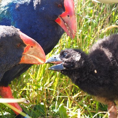 Official campaign of Takahē for NZ Bird of the Year 2022. #votetakahē
Vote here: https://t.co/xaDSTzvtbO