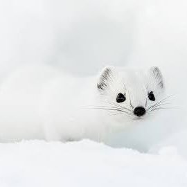 kuropensensei's profile picture. 