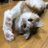 ぬべろんぼよのアイコン