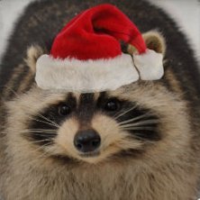 IgnZexq's profile picture. 