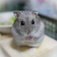 くいしんぼうマロン🌰 (@marron_chiffon) 's Twitter Profile