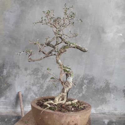 Belajar Bonsai .... SEKEDAR HOBI BUKAN SAKTI 😁😁😁 My Twit ...