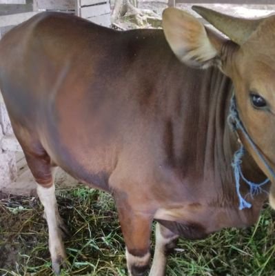 Brewok67811921's profile picture. Pekerja keras