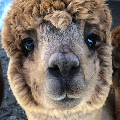 Ragnarok_2310's profile picture. 