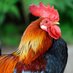 Lord of the Roosters 🐭 (@roosterslord) Twitter profile photo Lord of the Roosters 🐭 (@roosterslord) Twitter profile photo