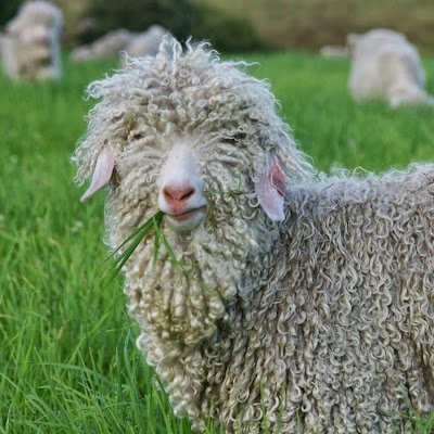 Bienvenue à la Ferme d'Auré !  ferme pédagogique / #élevage de chèvres angora et lamas et productions et boutique laine #mohair de #France