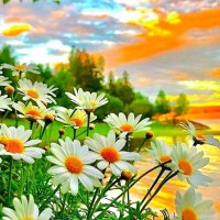 Najib Najib (@najibna72452526) Twitter profile photo