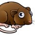 Voles Class 🐭 (@classvoles) Twitter profile photo Voles Class 🐭 (@classvoles) Twitter profile photo