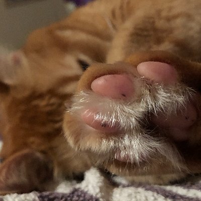 ChomskiTheCat's profile picture. The musings of a bored house cat.🐱