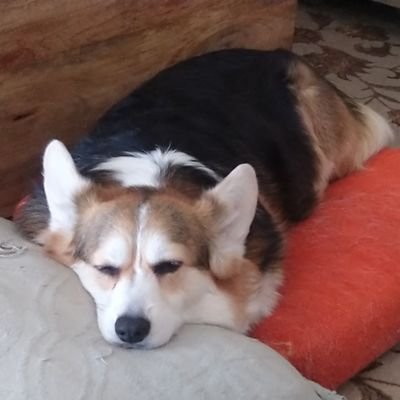 elfonhorseback's profile picture. Just an Elf seeking to spread love, light, and truth to all.

Above all, think and and use your own discernment to discover truth.