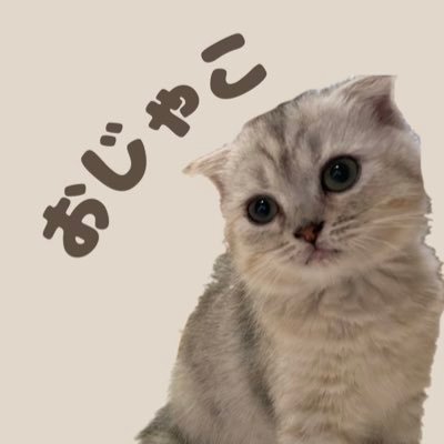 スコティッシュフォールドの子猫ちゃん！🐈
ちりめんじゃこカラーから名前は｢じゃこ｣ちゃん^._.^