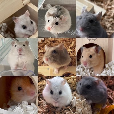 只今9ハムを家族としてお迎えﾁｭｳ🐹🐹🐹🐹🐹🐹🐹🐹🐹大事な家族のハム達の可愛いを記録して行きたいと思います❣️ 心から動物を愛せる方仲良くして下さい❣️宜しくお願いします☺️ by 主yumi