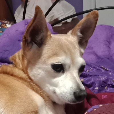 aslemmingsdo's profile picture. Mother. Keeper of stories. Whistler.
Children  Climate Crisis  Animal Rights  Horses #StopHateForProfit  War Is Murder
HONESTY
Clean Water & Food for All