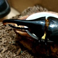 とおる (@torutoruman) 's Twitter Profile