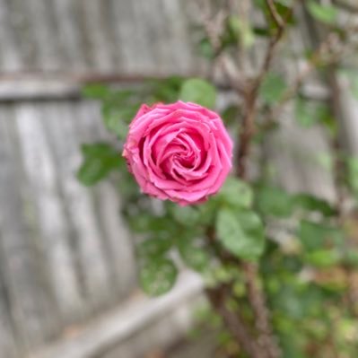 LCic122's profile picture. 