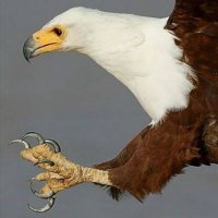 KaraPençe (@timetokartal) 's Twitter Profile