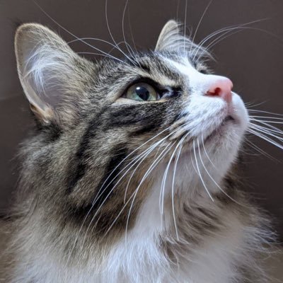 mery_sheee's profile picture. すごくねこ