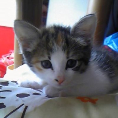 ALDF57lor0qNeGn's profile picture. ジュリー 沢田研二サマ💕ネコ そして食べる事が大好きです😊 携帯変えたらリセットされてしまいました😅