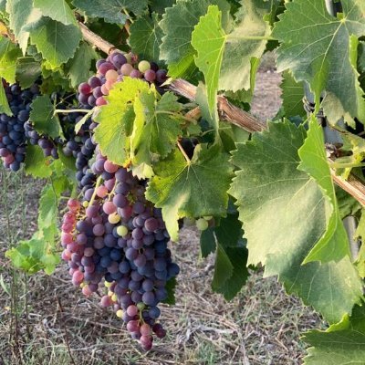 Passione per l'uva, la vigna, il vino e le cantine. Tutto è iniziato quando papà in vigna mi fece assaggiare l'uva tagliandola dal grappolo