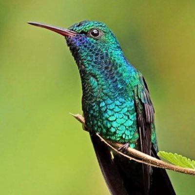 Hummingbird2713's profile picture. 