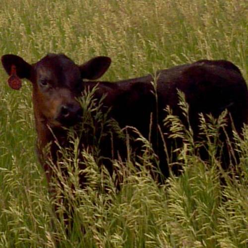 KScattlewoman's profile picture. Mother, wife, rancher and small business owner who believes in the future of agriculture.