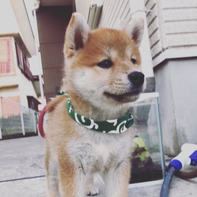 柴犬の子犬飼育始めました🐾              2021.06.24🍼赤柴のきなこちゃん！　激かわな様子をUPしていきますのでYouTubeも是非チャンネル登録してください😍