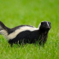 Smrad sa Novog Beograda (@smradinanbg) 's Twitter Profile
