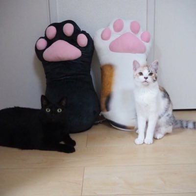 黒猫うにと三毛猫いくら (@uni6ikura6) / X 黒猫うにと三毛猫いくら (@uni6ikura6) / X