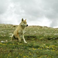 Himalayan Wolves Project(@HimalayanWP) 's Twitter Profileg