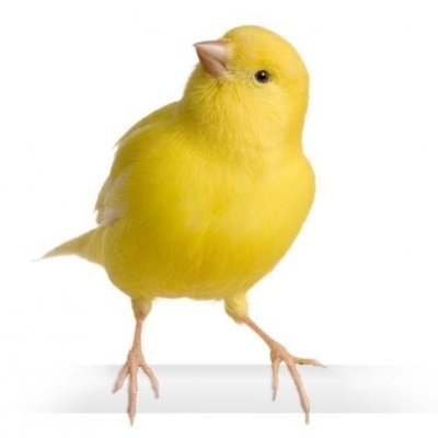 canary_covid Profile Picture
