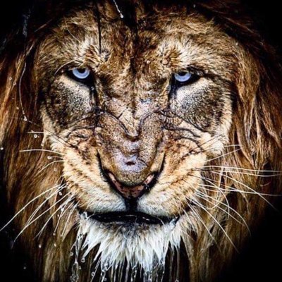 vindobb's profile picture. UNKNOWN % ET DNA 100%🇺🇲🇺🇲🇺🇲
PROGNOSTICATOR, TRUTH, PARODY, OBSERVATIONAL HUMOR, COOL VIDEOS, ALWAYS PC, (PERFECTLY CLEAR)
