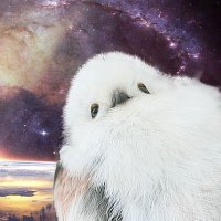 君にあげるキムチなんて無い (@kimuchi_bird2) 's Twitter Profile