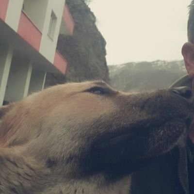 BawerRengin's profile picture. Bir Şeyi Yeterince Basit Anlatamıyorsan , Bilmiyorsun Demektir.