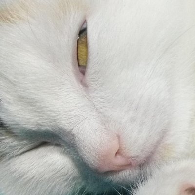 @shshakalさんのプロフィール画像