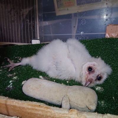 しがない生き物好きな大酒飲みのババァでございます。爬虫類、小動物、メンフクロウ、蟲など殖やして愛媛県松山市柳井町商店街で店舗販売、卸なぞしております。イベントも出るよ!!
フォロ返ししてなくても見てます!
無言フォロします!
動愛275.動愛1121.展示1122有効期限令12/1/7
PayPay等、クレカ可!!